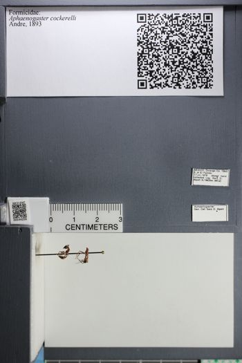 Media type: image;   Entomology 544256